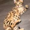 Bengal kitten 