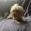 Havanese boy