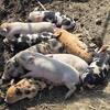 Piglets for sale