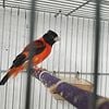 Red siskin mutation for sale call 