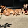 🐾 Stunning American Bully Puppies Ready for Loving Homes! 🐾