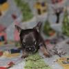 Akc Frenchbulldogs