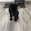 Cane Corso (4 months Male)  EVERYTHING INCLUDED