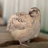 Coturnix quail available!