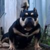 Tri-micro bully available (Pet home preferred)