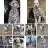 Liver and white Dalmatian puppies coming November 2024 !