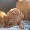 Dogue de Bordeaux/ French mastiff male puppies