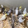 cockatiels out the nest