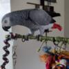 African grey female for sale