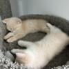 British shorthair kittens