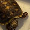 hatchling REDFOOT Tortoise 