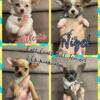 Little chihuahuas ready for their new homes.