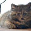 TICA registered nonstandard minuet kitten