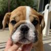 Rizo- English Bulldog male