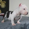 Abkc pocket bully  