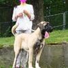 Kangal/Spanish mastiff female