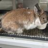 Netherlands Dwarf Bunny
