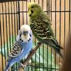 Pair of parakeets 