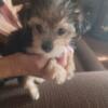 Small & Adorable Maltese & Yorkie **Morkie's  