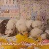 AKC Reg. Female Siberian Husky Puppies