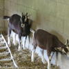 Alpine Young Buck and Doeling
