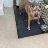 Bully tri color female