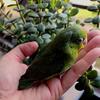 Parrotlet Baby Female 