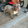 Kobe Granddaughter Micro bully