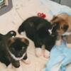 Perfect Akita Puppies READY FOR FUREVER HOMES