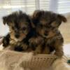 Yorkiepoo female available