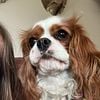 3 Year old Caviler King Charles Spaniel