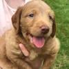 Five week old Labradoodle puppy looking for a new loving home