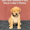 AKC Labrador Puppies Fox Red