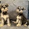 Female mini schnauzers available