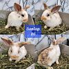 Holland lop / lionhead rabbits