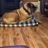 English Mastiff