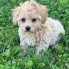 Female Miniature poodle