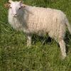 Breeding sheep group (Variety groups) (focus wool and meat) 