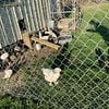 Laying hens for sale