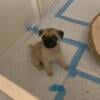 Akc Pug puppy female ready to go