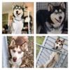 Full blooded husky puppies