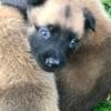 Belgain Malinois pups