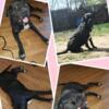 Rehoming cane corso female