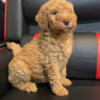 Standard Golden Doodles (Puppies)