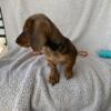 Adorable shorthair mini dachshund