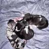 Great Dane pups