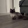 For sale female Himalayan cat