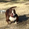 Chocolate Ghost Tri ADULT female 2X SENSEI