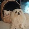 Millers Maltese Puppies