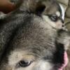 Wolf Dog Pups available for their new homes